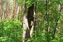 piękna przyroda , czasem jak się bardzo człowiek nie rozgląda , to ma się wrażenie ,że dziewicza!