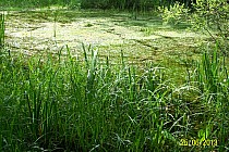 sadzawki, dołki , bagienka, mokradła , perfidnie dużo wody rok 2013