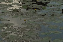 orzech wodny - rezerwat przyrody w pinowie