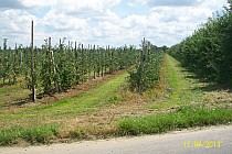 jabłonie jak wojsko przed defiladą równiutko