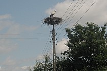 W miejscowości Kalina praktycznie na każdym słupie było bocianie gniazdo.