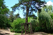 Las Winiarski -  Pomnik Natury