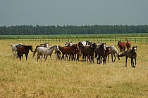 Stadnina koni w Michałowie
