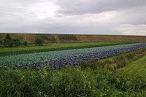 W poszukiwaniu szlaku...