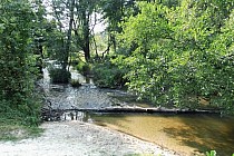 Tanew w Borowych Młynach