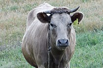 Oseredek - Majdan Sopocki - krowa