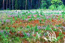 Wrzosowisko przy Gościńcu Fryszarkowskim