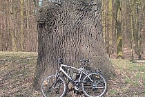 Dęby szypułkowe - pomniki przyrody - Jelcz