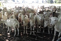 Kozia farma koło Gałowa