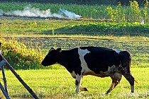 Nie spotykamy białych koni :)