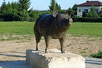 Wieprzów - wieprz