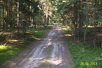 Las i jego kochane ścieżki