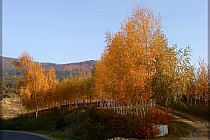 Jesienny wjazd do Sadów ( zachodnia strona masywu Ślęży)