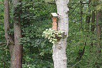 Nowiny - Świątek na drzewie