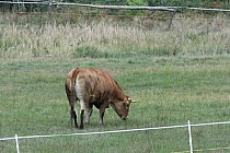 Na śródleśnej łące