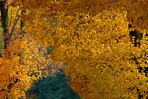 Takie są czasem nagrody za jeżdżenie jesienią :) Za Krzyżowicami na Królikowice.