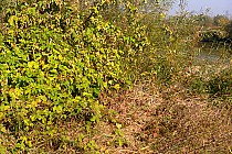 Drzewa ,krzaki , chaszcze nad Sanem.