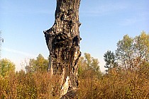 Sporo takich wypalonych kikutów można znaleźć nad Sanem .Ile to dzieło natury , a ile dzieło człowieka , któż to wie?