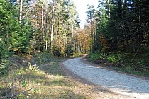 Droga leśna Łuszczacz - Zielone