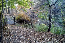 W lasku Chropaczowskim