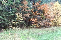 Zarośla nad źródełkiem