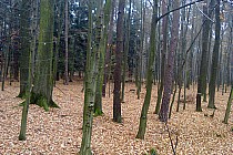 las w okolicach Rudnika