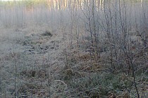 tak wyglądał las gdzie nie było słońca