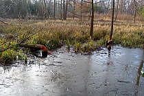 widoczna działalność leśnego "oddziału" Bóbr