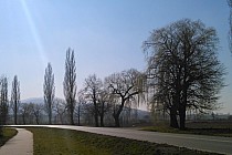 Przed Rogowem Sobóckim. Za drzewami masyw Ślęży