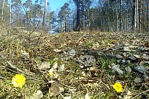 Malutkie słoneczka :)