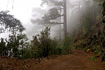 Chmury i lasy  iglaste...