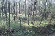 Las w okolicach Lubinki