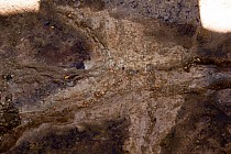 Odcisk dinozaura- ten jaśniejszy obraz