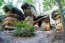 Rezerwat Piekło pod Niekłaniem