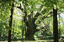 Odpoczynek w cieniu Bartka.