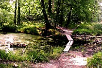 Lasek Strachociński