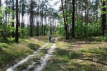 Przez las do Górecka Kościelnego