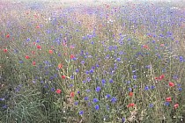 Prawda, że piękne? :-)