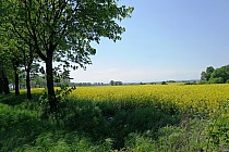 W maju sceneria wygląda mniej więcej tak: