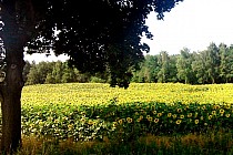 Rzadkość. Ogromne pole słoneczników. Przed Warzęgowem.