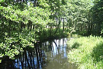 Rzeka Skotawa przepływająca przez Jamrzyno