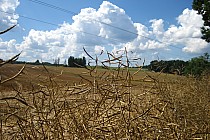 Krajobraz w okolicy wsi Goszczyno