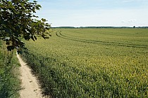 single track wzdłuż pola