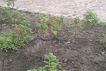 Brzeg Dolny i zaskroniec :-)