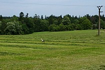 bocian w porze obiadowej