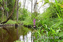 Uroczysko "Kruczek" - dla ekologów