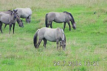 A to i konik biłgorajski