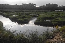 Szuwary w okolicach Budy Stalowskiej