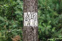 Jeden z lepiej zachowanych znaków