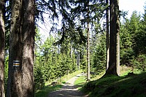 Droga do Schroniska Pod Muflonem